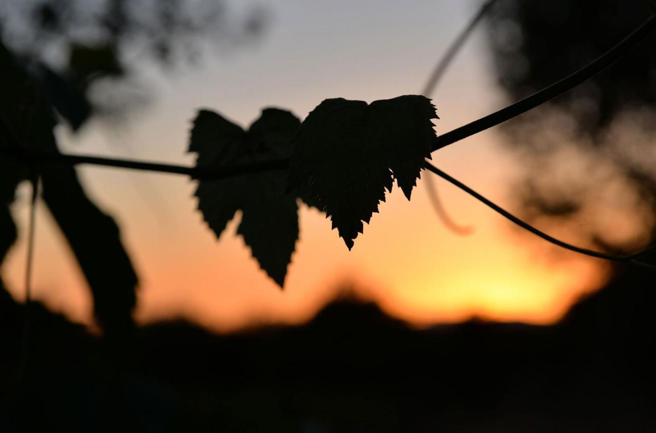 Agriturismo Arte Et Agricoltura Tuscania Eksteriør bilde