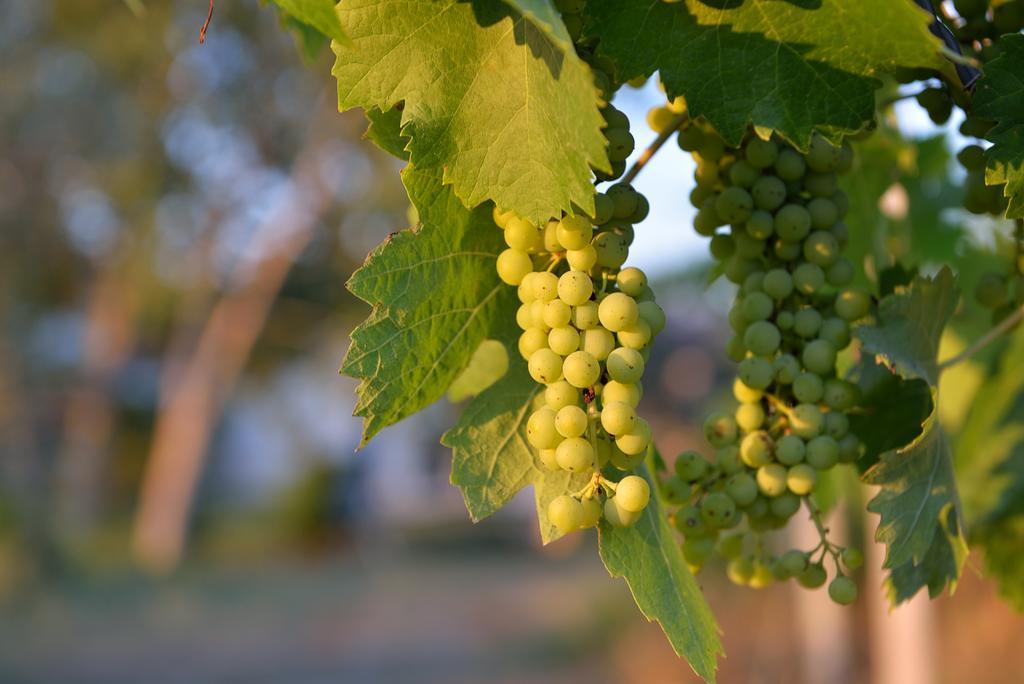Agriturismo Arte Et Agricoltura Tuscania Eksteriør bilde